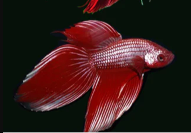 Assorted Metallic Red Veiltail Male