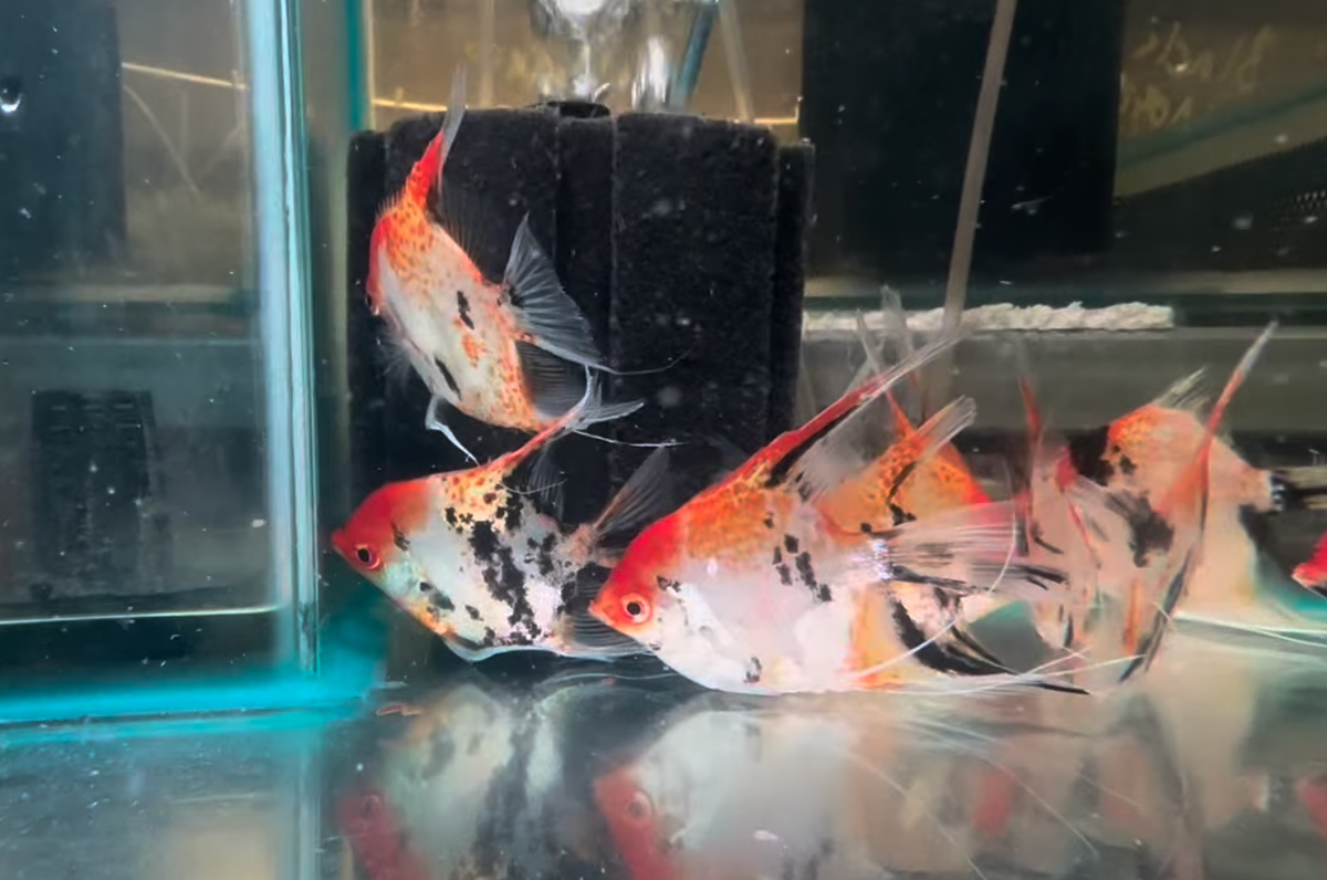 Red Spotted Angelfish