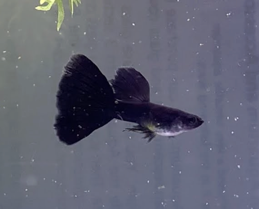 Black Guppy Male