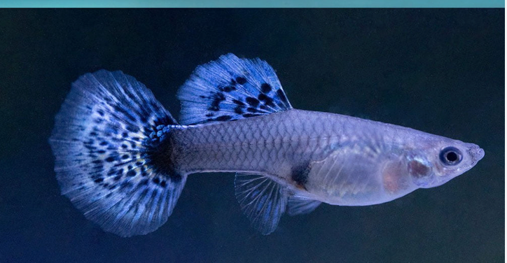 Blue Mosaic Guppy Female