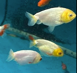 Assorted Lemon Head Ranchu Juveniles 5-6cm