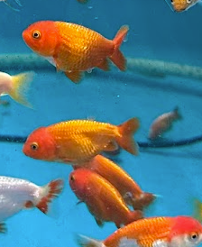 Assorted Orange Ranchu Juveniles 5-6cm