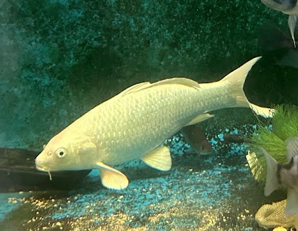 Platinum Ogon Koi 30cm