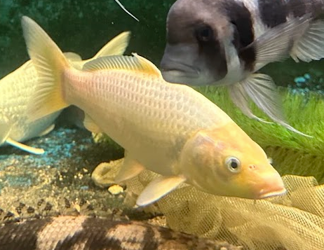 White Koi 30cm