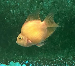 Blood Parrot Cichlid