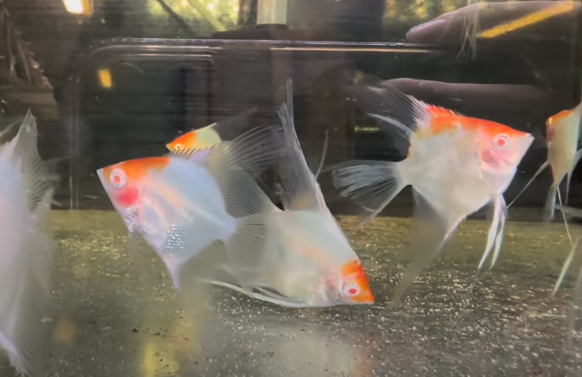 Albino Red Cap Angelfish 5-6cm