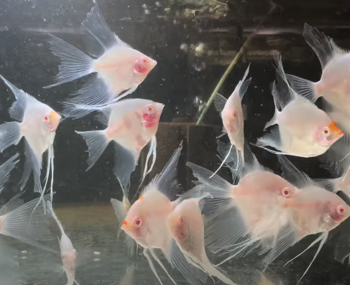 Ghost Angelfish 6-7cm (Albino Pearlscale Veiltail)