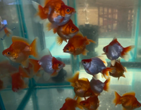 Load image into Gallery viewer, Assorted Ryukin
