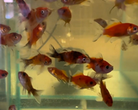 Load image into Gallery viewer, Assorted Calico Shubunkin
