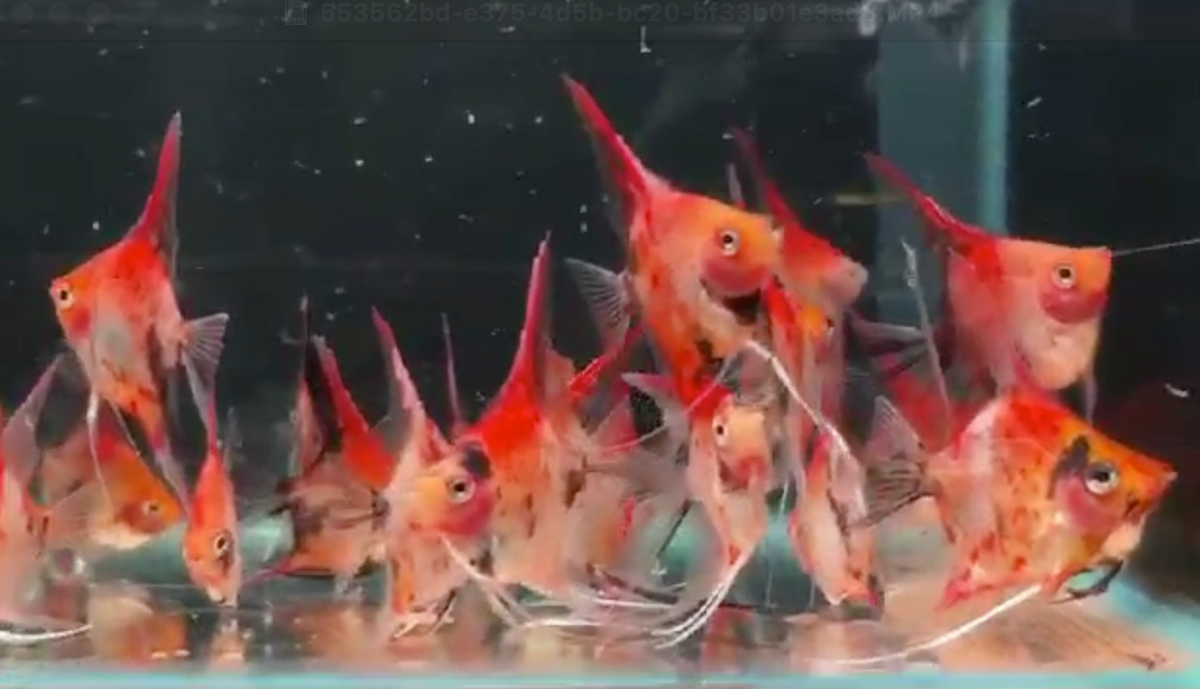 Red Spotted Angelfish 3-4cm