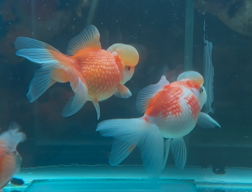 Assorted Crown Pearlscale Goldfish | Seven Fishes