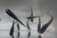 Load image into Gallery viewer, Matsui Shinkai Long Fin Medaka 松井しずく - Seven Fishes
