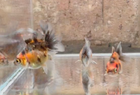 Load image into Gallery viewer, Calico Oranda Juveniles 4-5cm
