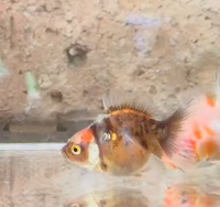 Load image into Gallery viewer, Calico Oranda Juveniles 4-5cm
