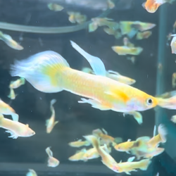 24K Gold Guppy Male