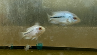 Load image into Gallery viewer, Thai Silk Flowerhorn Juveniles 3cm
