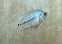 Load image into Gallery viewer, Thai Silk Flowerhorn Juveniles 3cm
