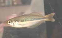 Load image into Gallery viewer, Woomera Creek Rainbowfish Juvenile  (Melanotaenia Trifasciata)

