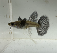 Load image into Gallery viewer, Ivory Dumbo Ribbon Guppy Pair
