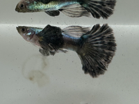 Load image into Gallery viewer, Ivory Dumbo Ribbon Guppy Pair
