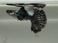 Load image into Gallery viewer, Ivory Dumbo Ribbon Guppy Pair
