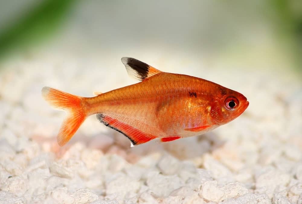 Serpae Tetra