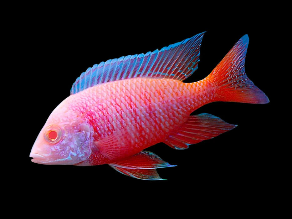Display Albino Dragonblood Peacock Cichlid