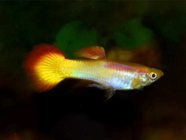 Sunset Guppy Male