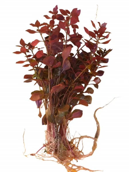 Ludwigia Palustris Bare Root