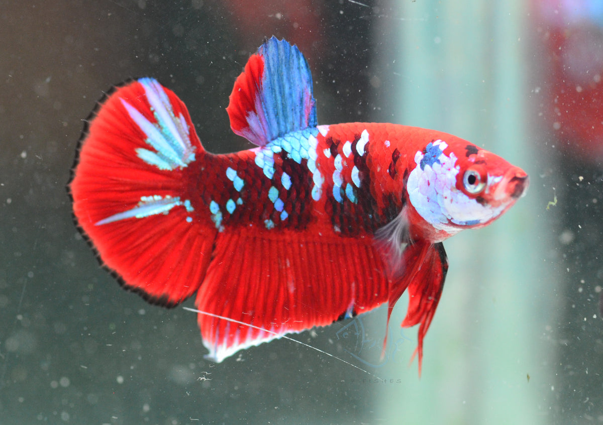 Red Galaxy HMPK Male