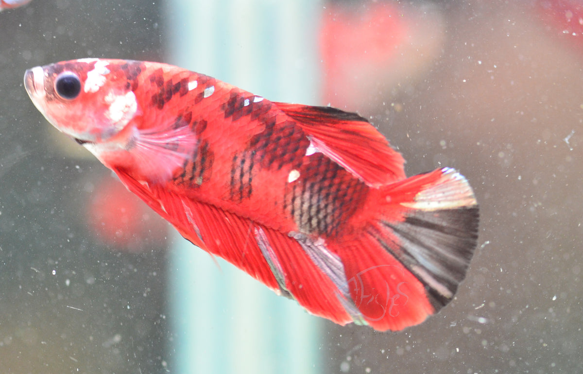 Red Tiger HMPK Male