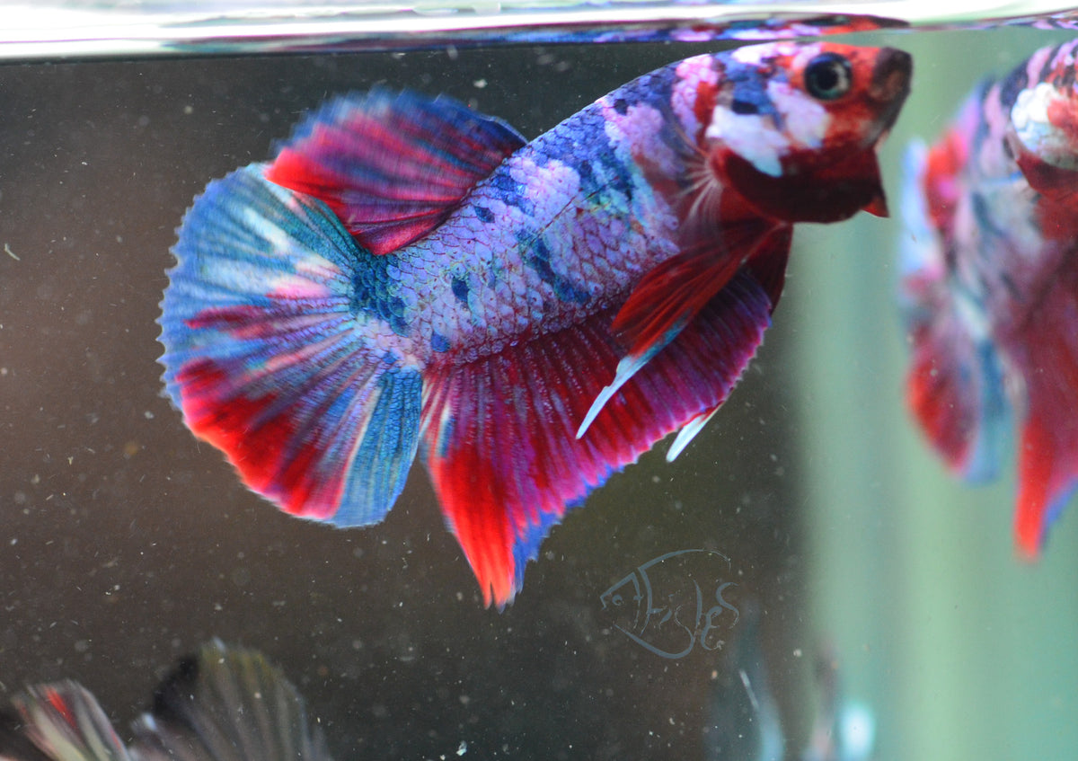 Red Galaxy HMPK Male