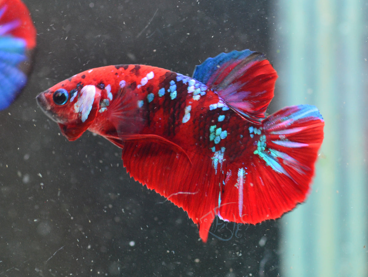 Red Galaxy HMPK Male