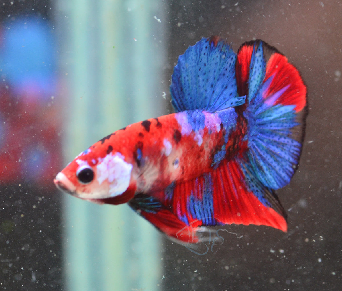 Red Galaxy HMPK Male