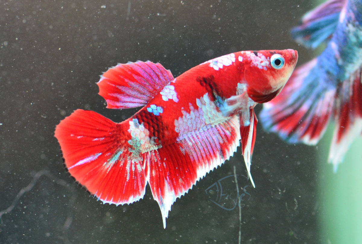 Red Galaxy HMPK Male