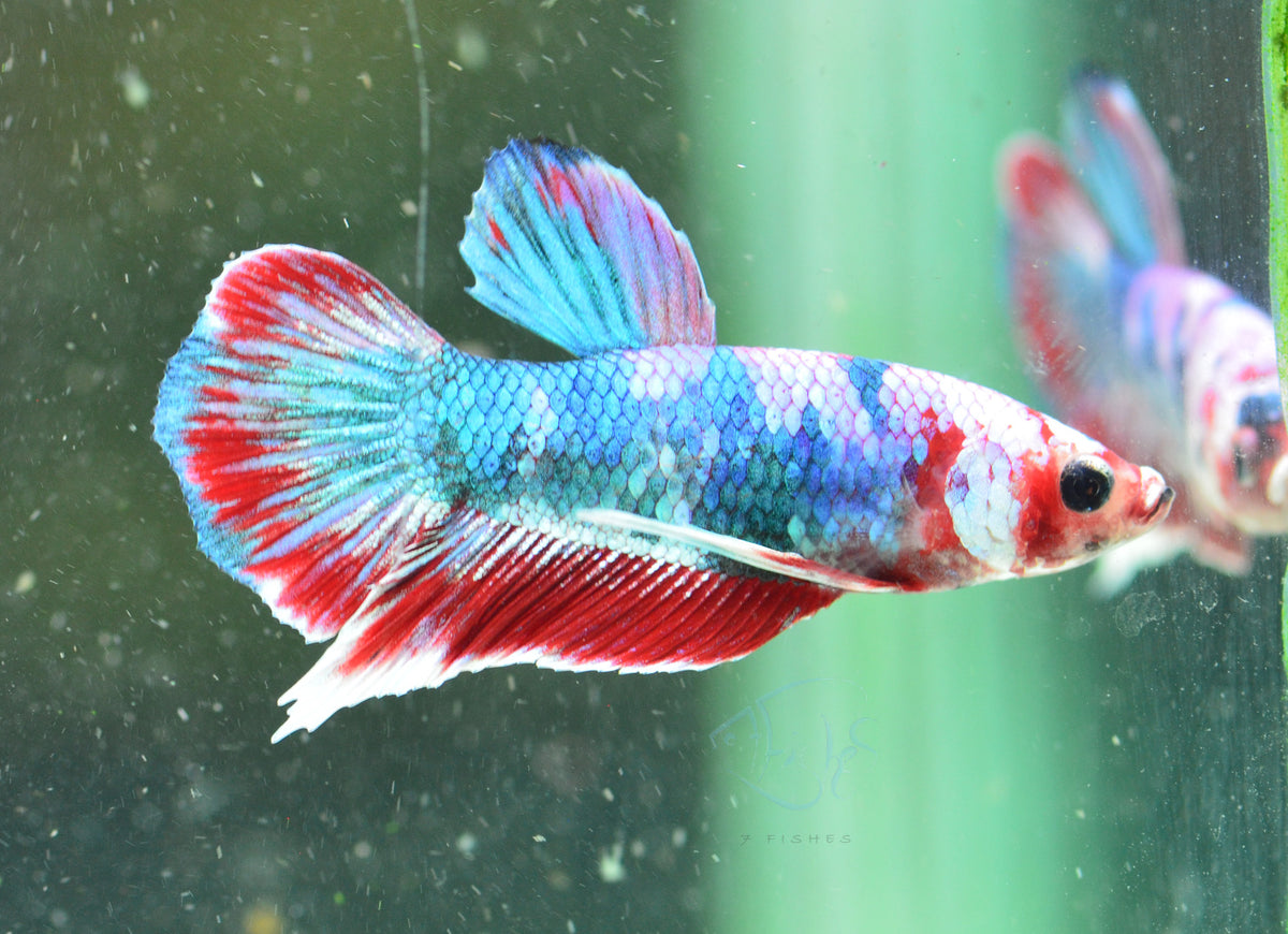 Red Galaxy HMPK Male