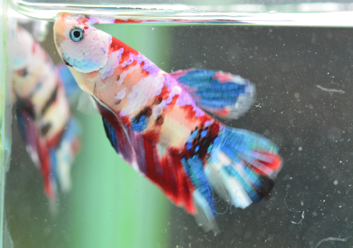 Red Galaxy HMPK Male