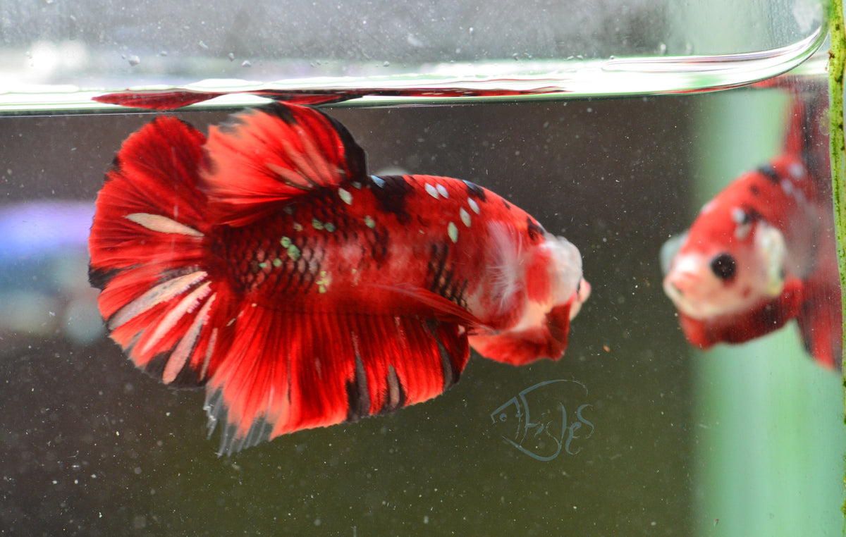 Red Tiger HMPK Male