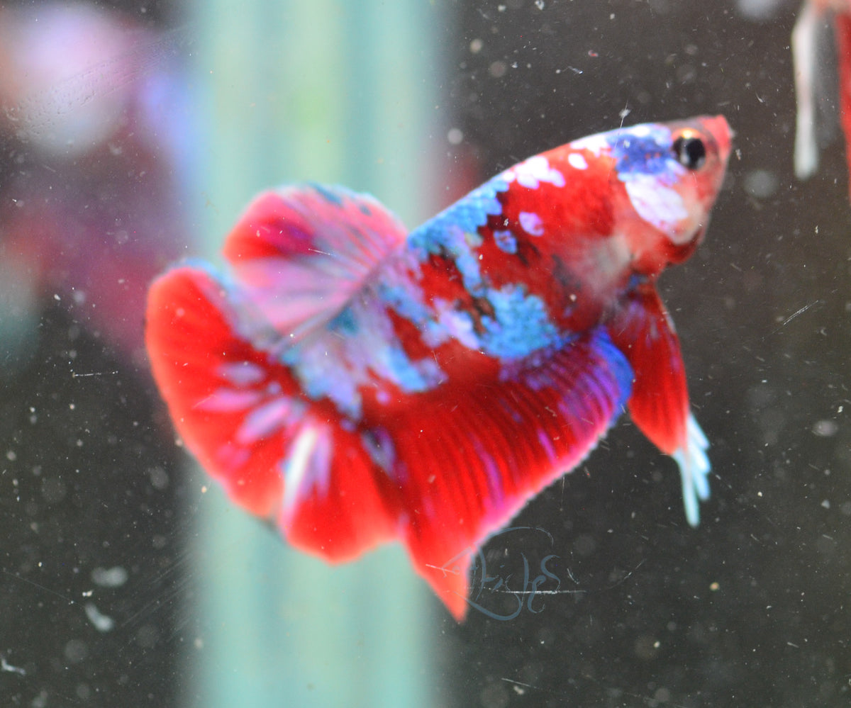 Red Galaxy HMPK Male