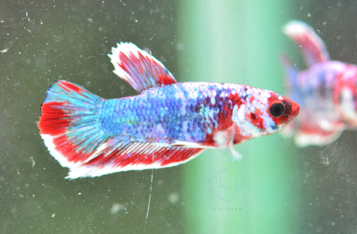 Red Galaxy HMPK Male