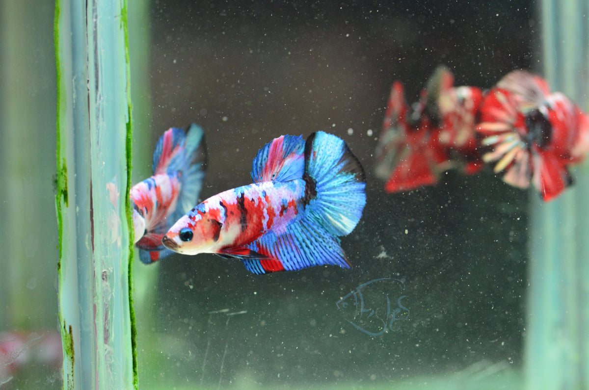 Red Galaxy HMPK Male