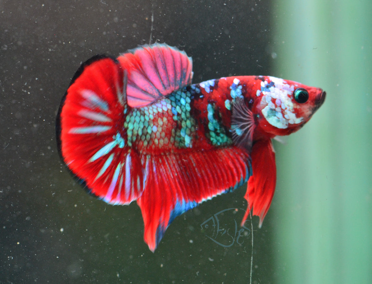 Red Galaxy HMPK Male