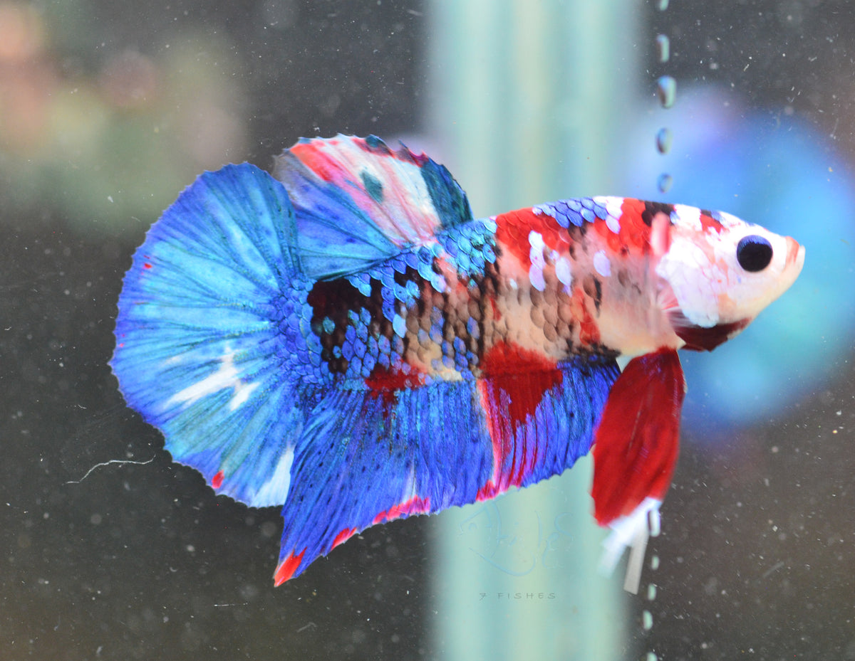 Red Galaxy HMPK Male