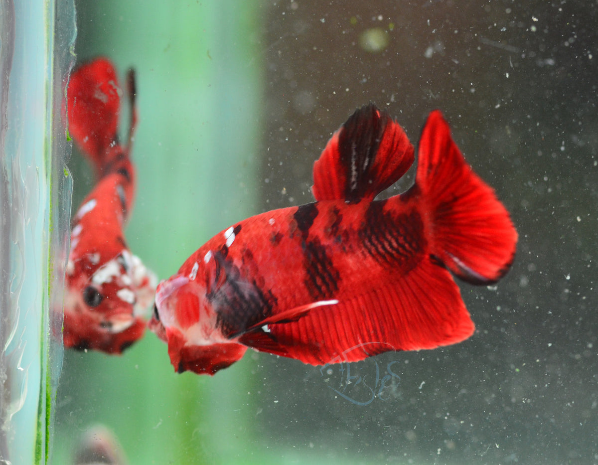 Red Tiger HMPK Male