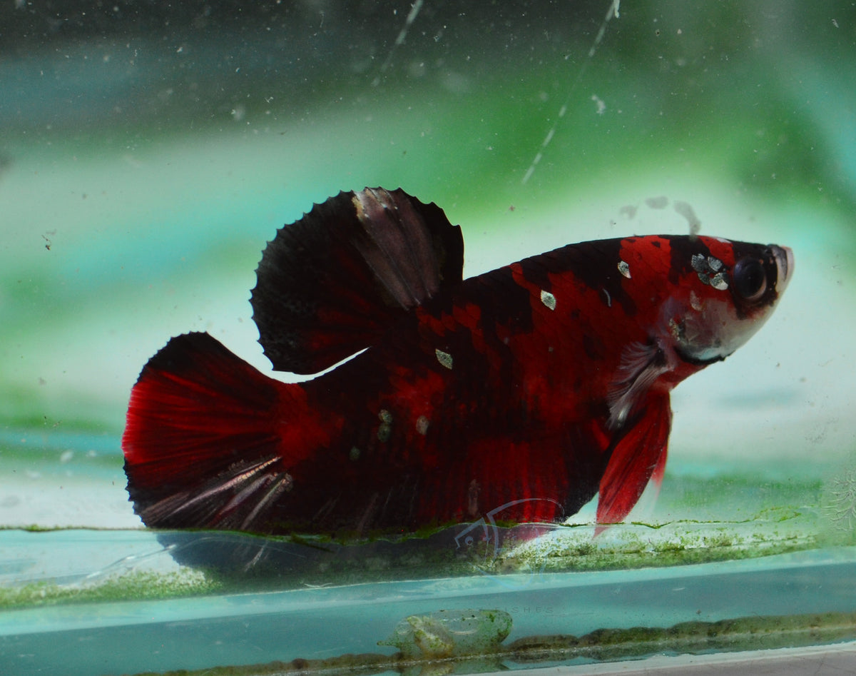 Red Tiger HMPK Male