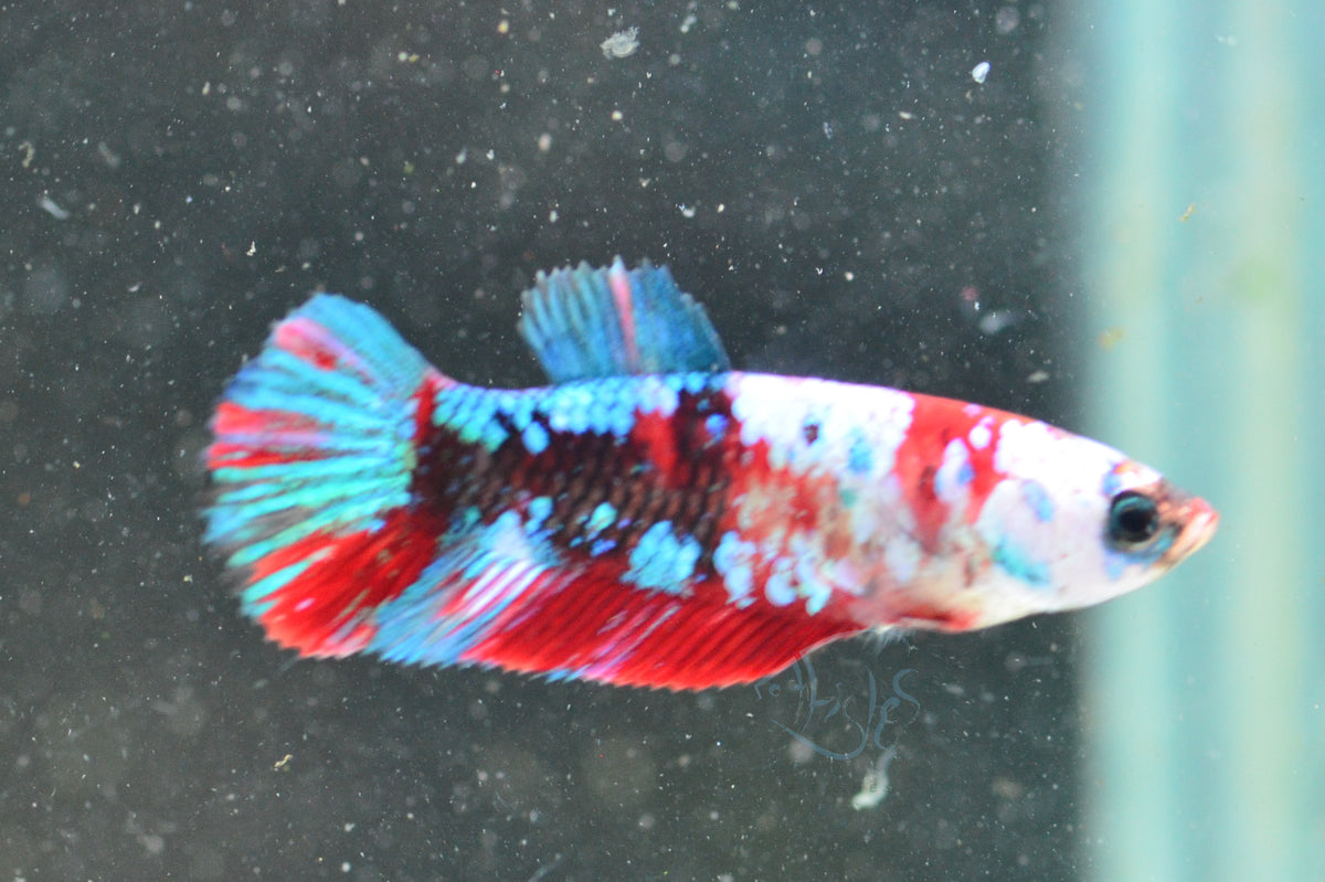 Red Galaxy HMPK Female