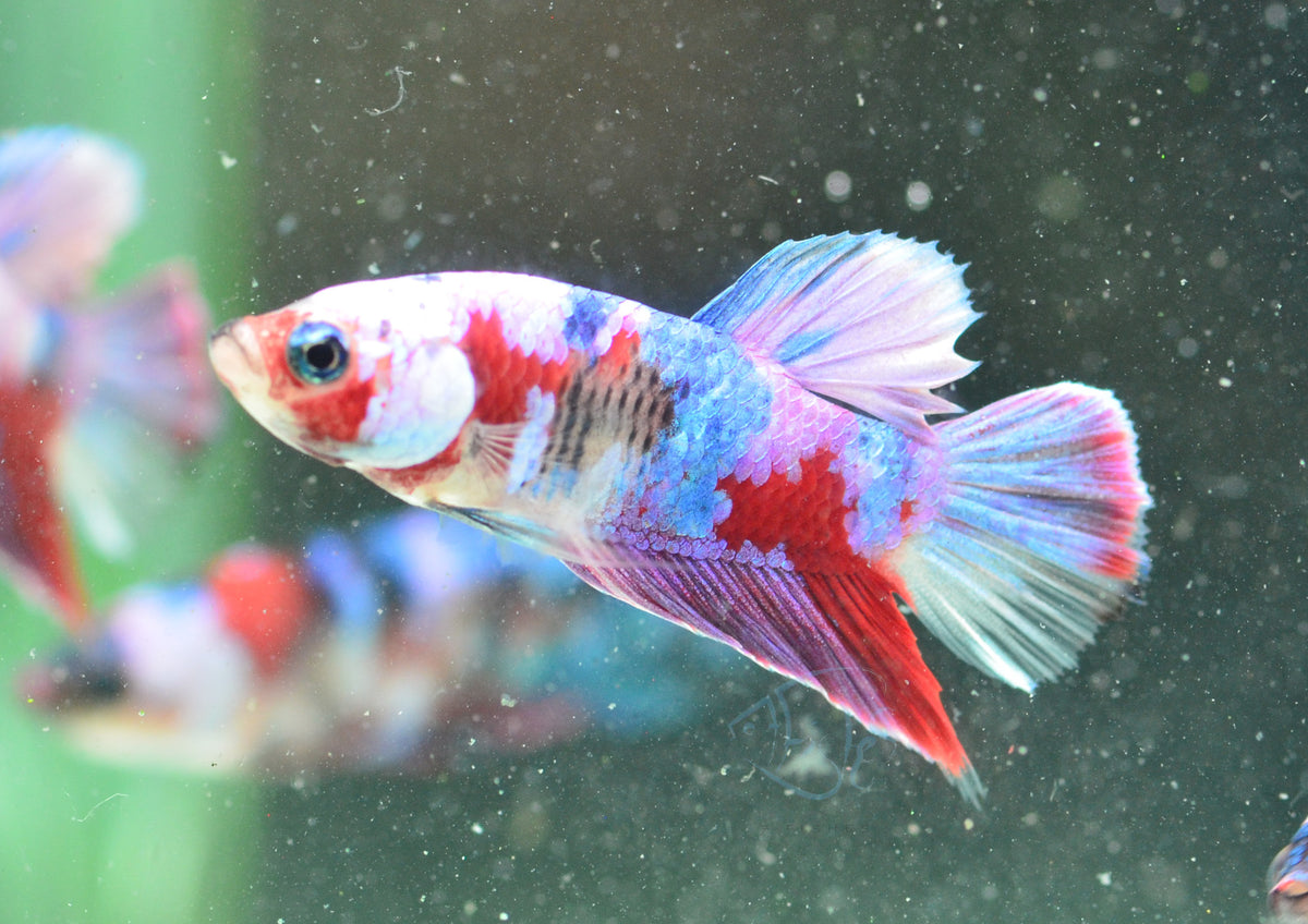 Red Galaxy HMPK Male