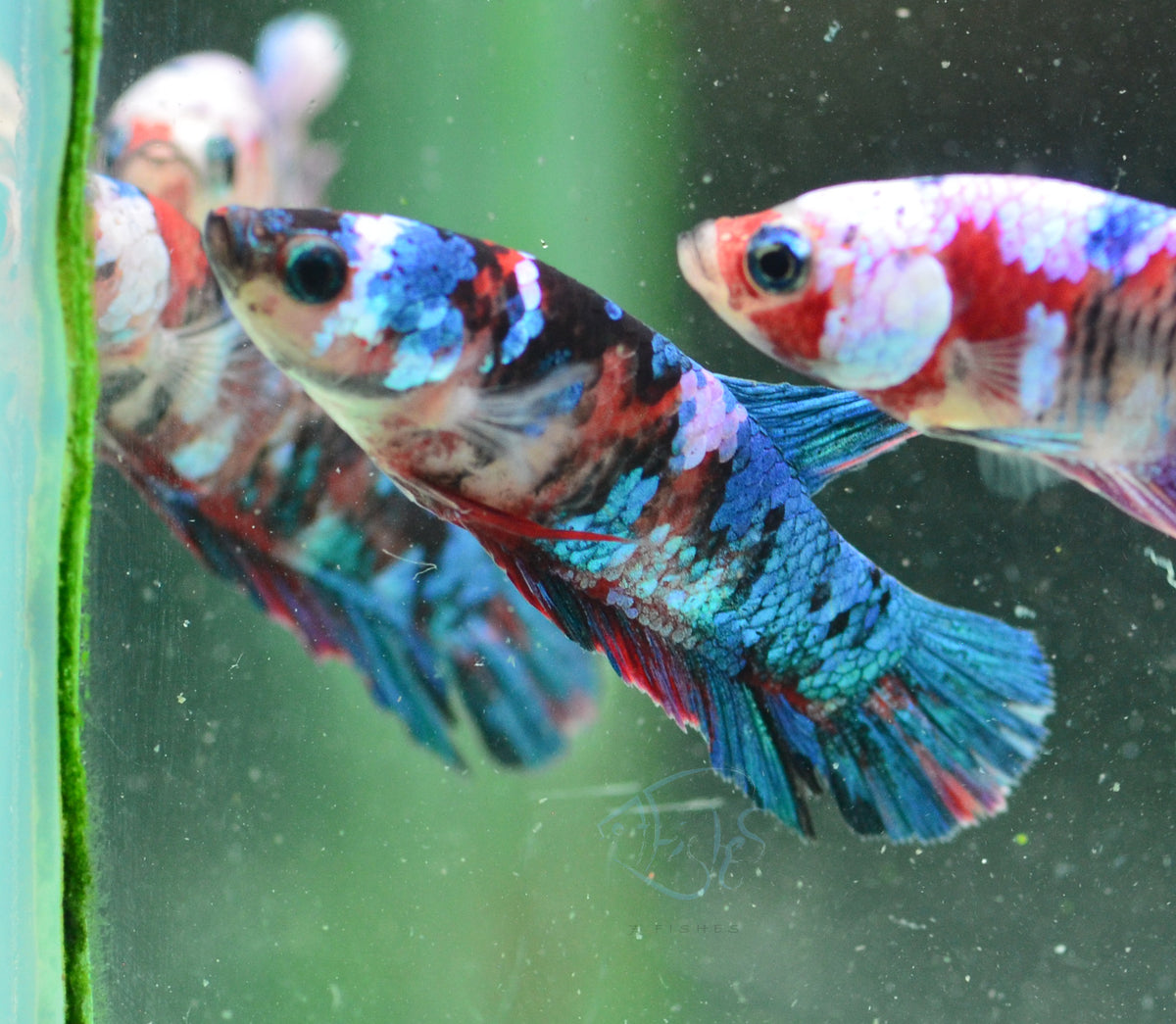 Red Galaxy HMPK Female