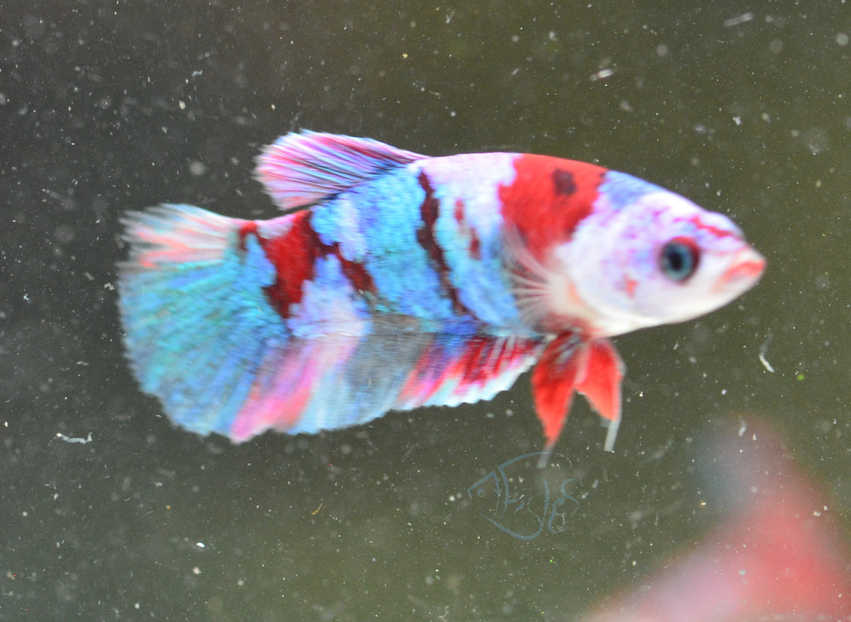 Red Galaxy HMPK Female