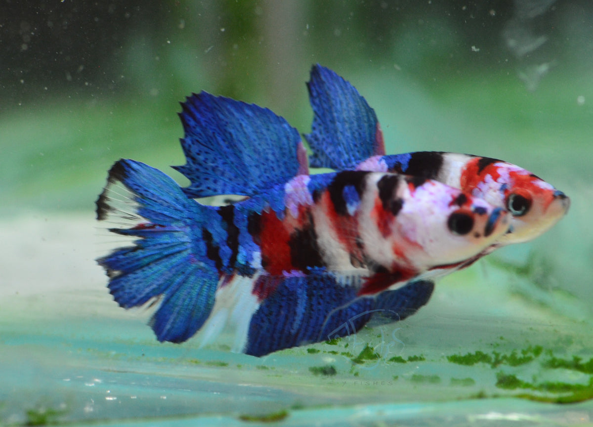 Red Galaxy HMPK Male